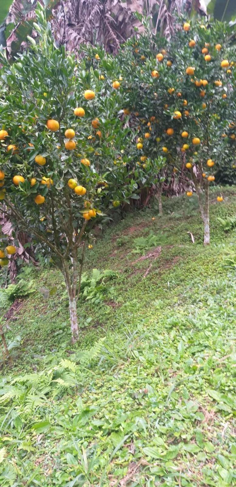 Petrópolis Fazenda Piloes 빌라 외부 사진