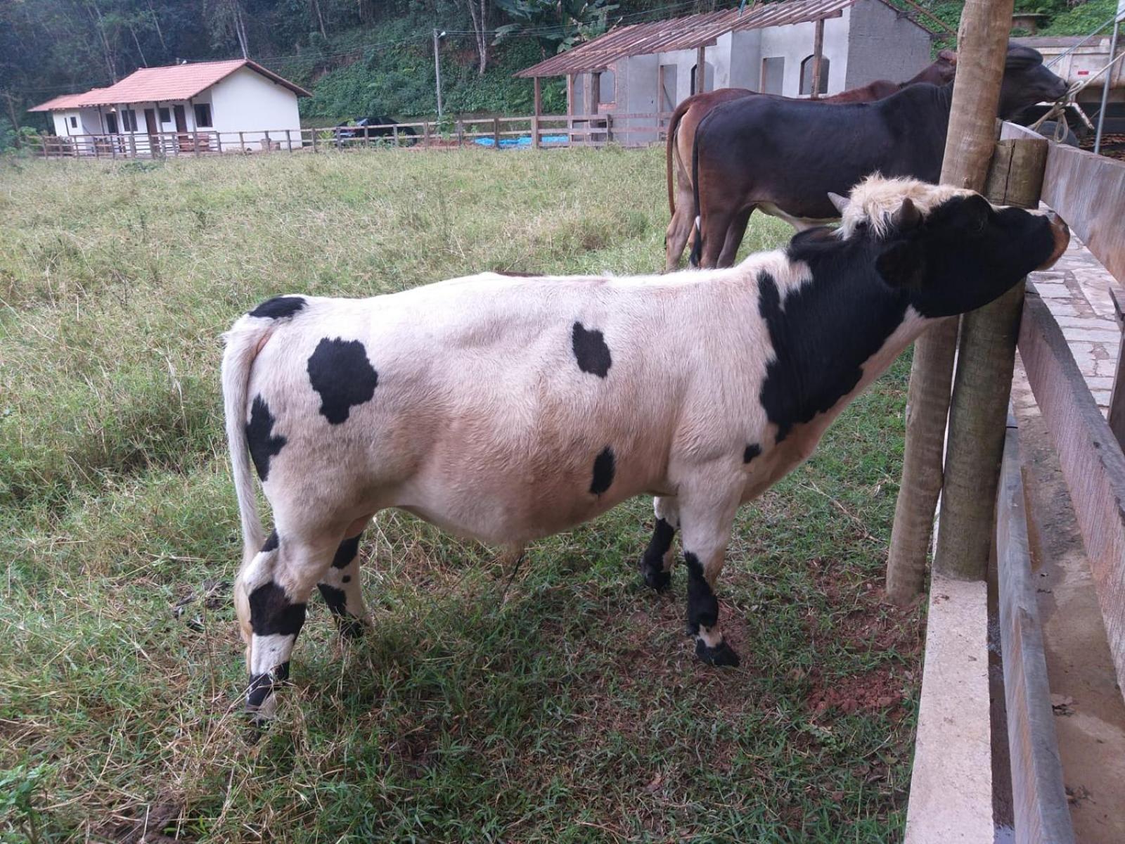 Petrópolis Fazenda Piloes 빌라 외부 사진